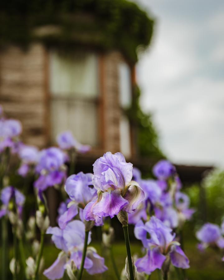 스프링필드 The Mansion At Elfindale B&B 외부 사진